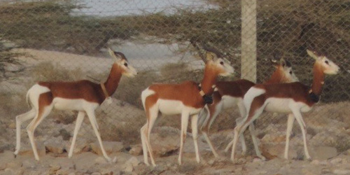 Group of Mhorr gazelle with a GPS collar (credits T. Abáigar)