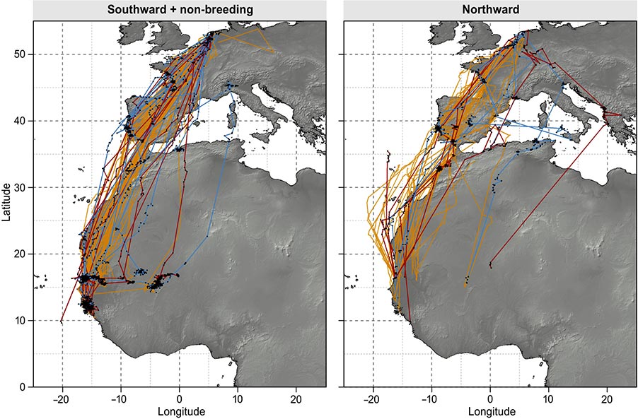 Migratory tracks of all adults and juveniles