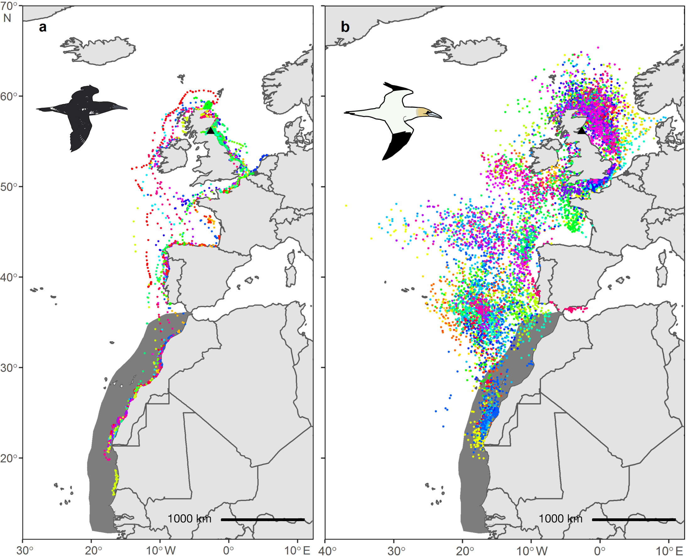 GPS locations of 41 juvenile gannets tracked and Geolocator locations of 35 adults tracked between September and November 2018 and 2019