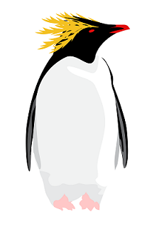 northern rockhopper