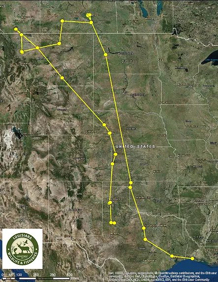 Whooping Crane tracking to Canada and back (Credit Louisiana Department of Wildlife and Fisheries)