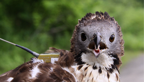 oriental honey buzzard Argos tag raptor oriental honey buzzard argos