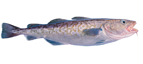 Pacific cod