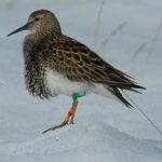 A male pectoral sandpiper with an Argos PTT