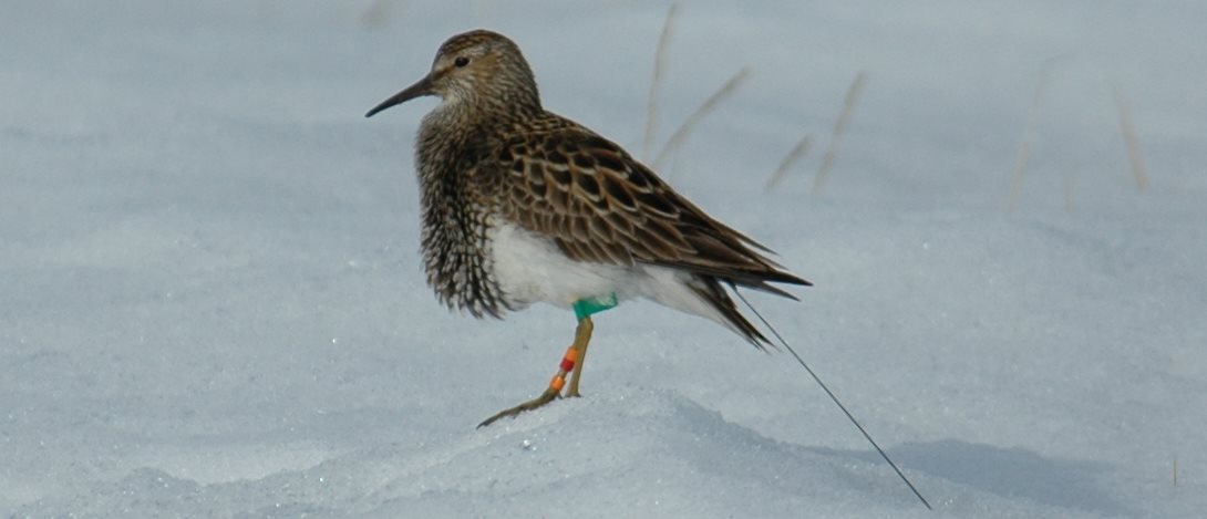 Winds influence where male pectoral sandpipers will try and breed