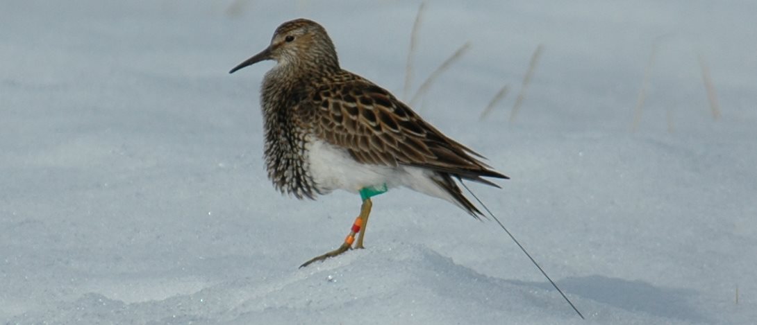 A male pectoral sandpiper with an Argos PTT