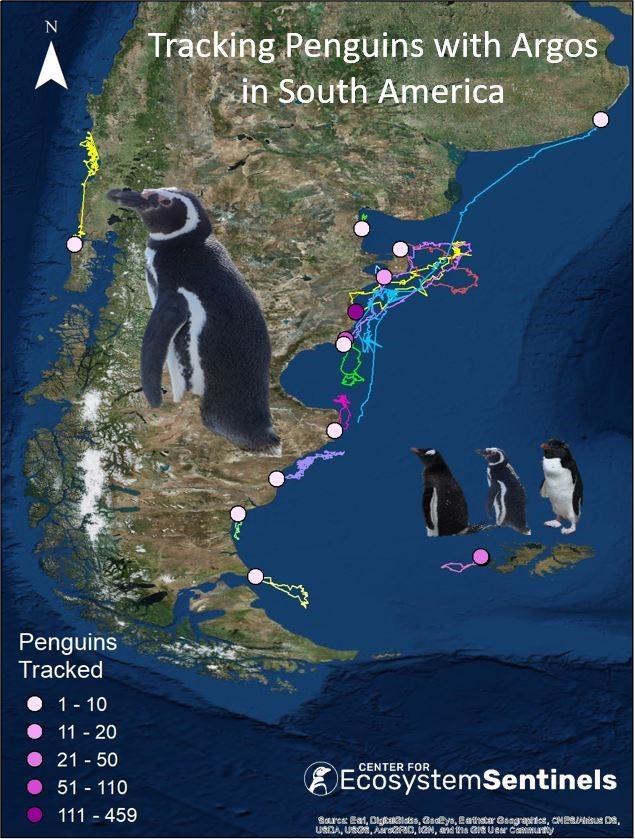 penguin tracking