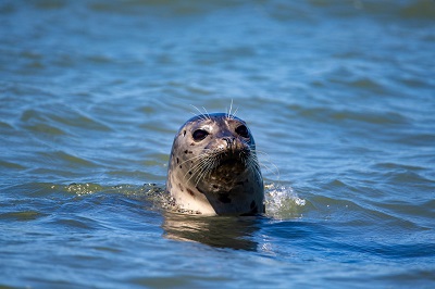 seal in the sea