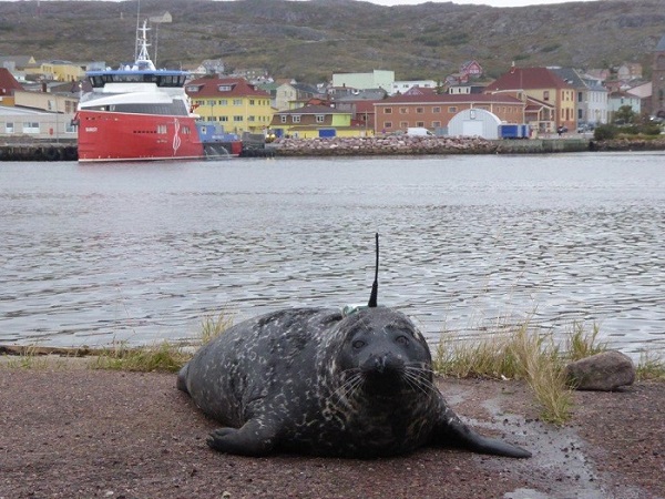 Seal equipped with an ARGOS beacon