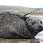 seal with an Argos beacon