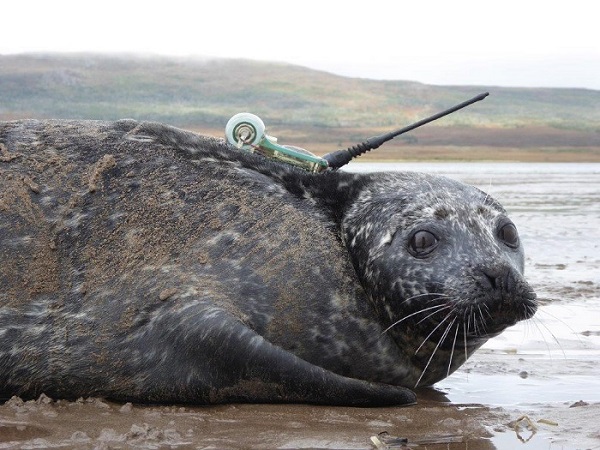 Seal with an ARGOS beacon