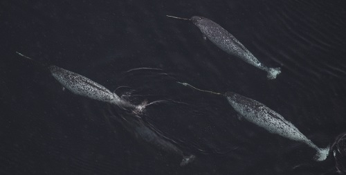 Understanding the impact of human activity on narwhals in the Arctic