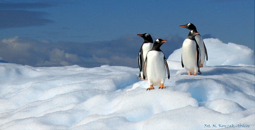 penguins on ice