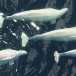 A pod of beluga whales in the Pacific (Credit: NOAA/NMFS/National Marine Mammal Laboratory)