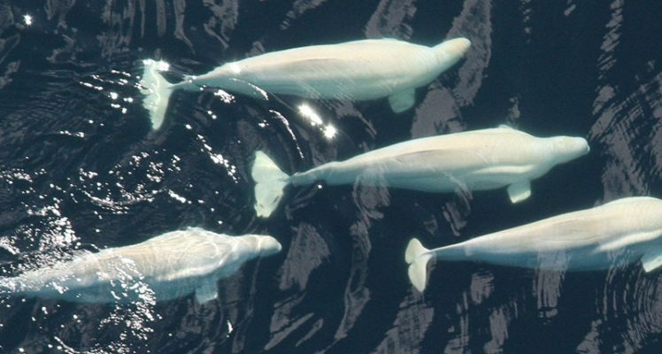 Argos helps in detecting beluga whale feeding sounds