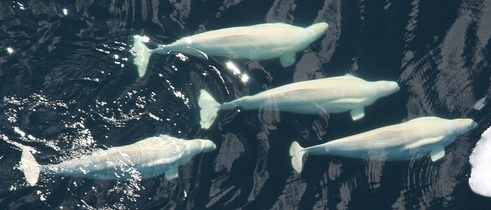 A pod of beluga whales in the Pacific