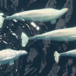 A pod of beluga whales in the Pacific