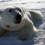 a polar bear with a satellite telemetry collar