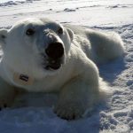 a polar bear with a satellite telemetry collar (credit: A. Pagano, U.S. Geological Survey)