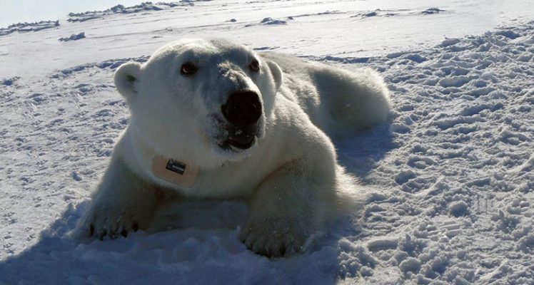 Polar bears tracked for more than 30 years in the Beaufort Sea