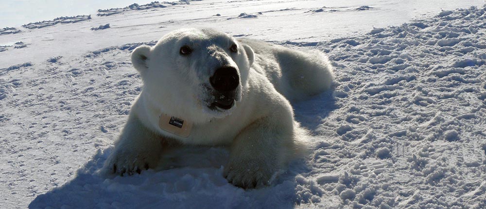a polar bear with a satellite telemetry collar (credit: A. Pagano, U.S. Geological Survey)