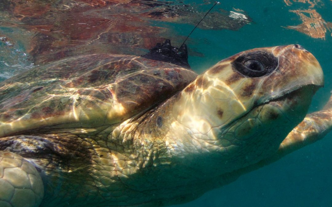 How do sea turtles fare after being rehabilitated and released?