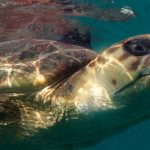 A rehabilitated loggerhead turtle after release fitted with an Argos PTT (photo by Simone Caprodossi)
