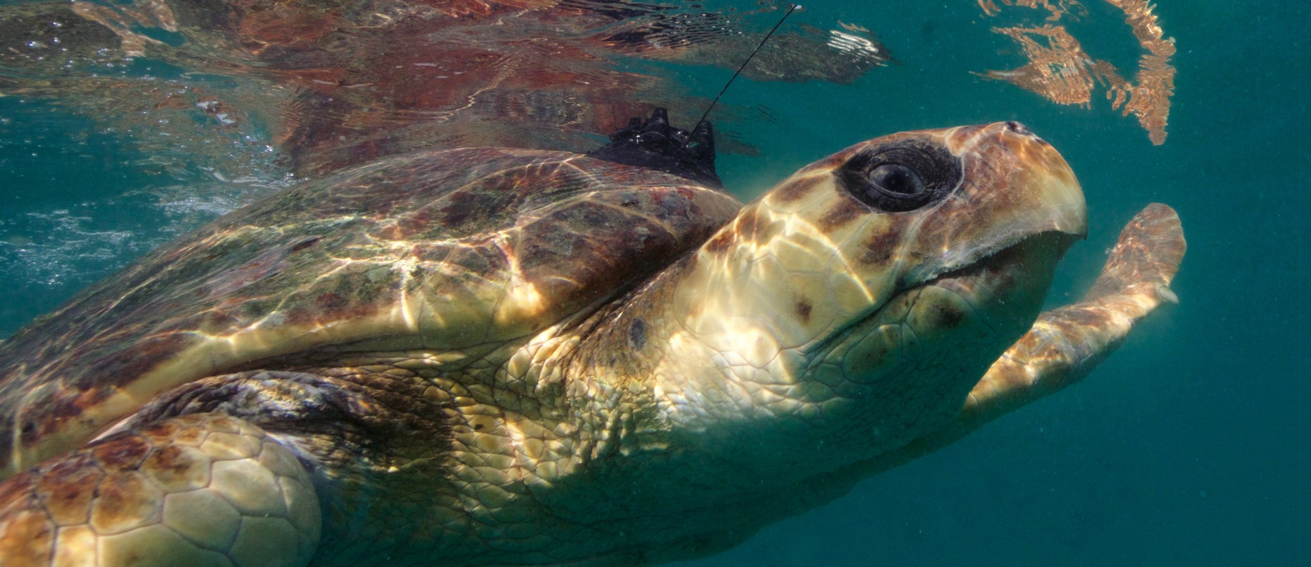 A rehabilitated loggerhead turtle after release fitted with an Argos PTT (photo by Simone Caprodossi)
