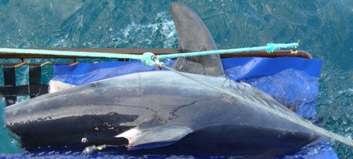 Return to sea of a tagged porbeagle with argos satellite