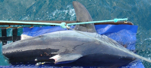 Argos satellite system helps track porbeagle sharks