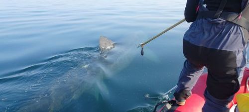 Two tags on a shark: a world first