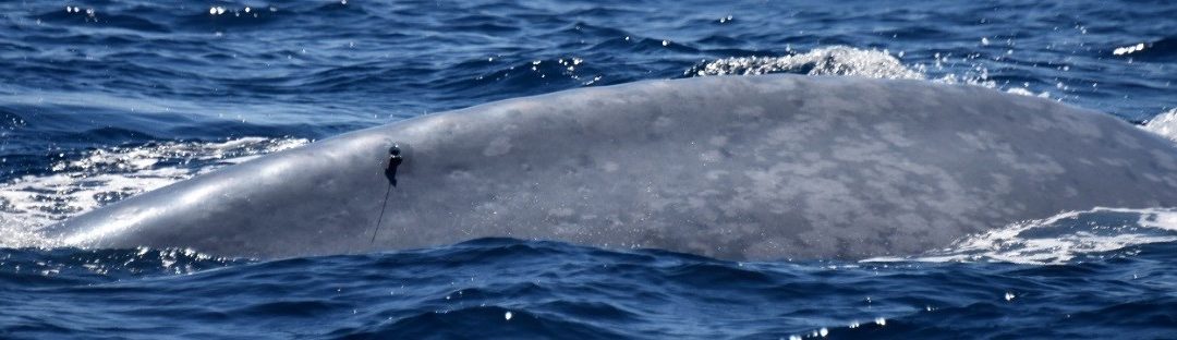 Understanding the movement of pygmy blue whales in New Zealand waters