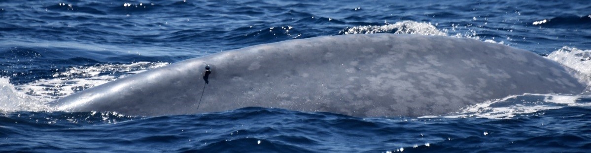 pygmy blue whale with attached Argos transmitter on 9 February 2018 (Krista Hupman, NIWA)