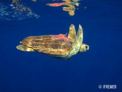 Sea turtles equipped with Argos transmitters