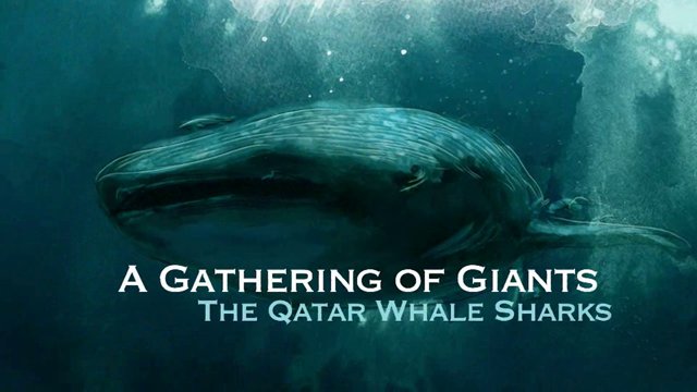 Tagging and tracking whale sharks by a research team in Qatar