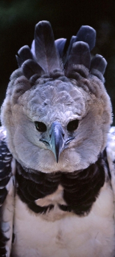 Understand and preserve the Harpy Eagle in the Brazilian Amazon with Argos
