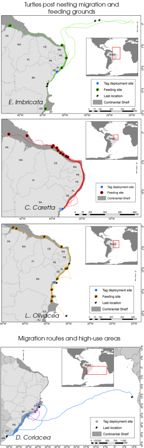 Tracking sea turtles in Brazil via the Argos system