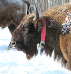 Reintroducing bison in Russia’s Bryansk forest