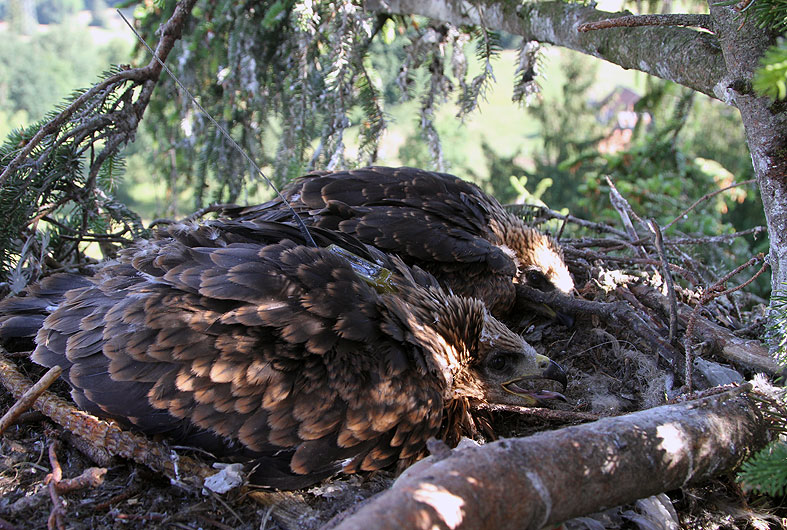 Two magnificent birds of prey tracked with Argos