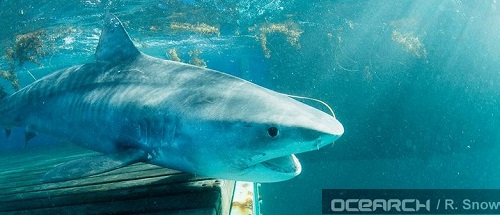 MARY LEE: Argos tagged shark becomes Twitter star