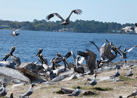 Refugio oil spill: Pelican victims fitted with Argos satellite tags successfully released into the wild !