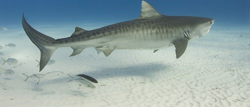 Tiger sharks