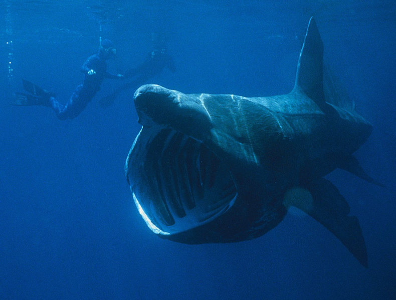 Argos tags to study enigmatic sea creatures. Argos tags to study enigmatic sea creatures.