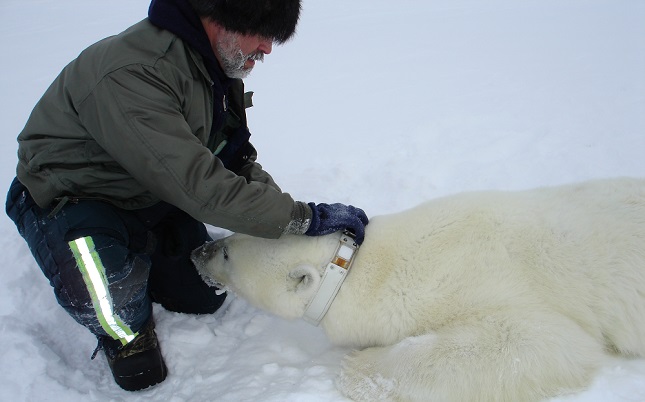 Polar bears and climate change