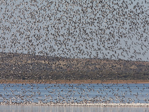 Tracking desert waterbirds: boom-bust nomads in a changing climate