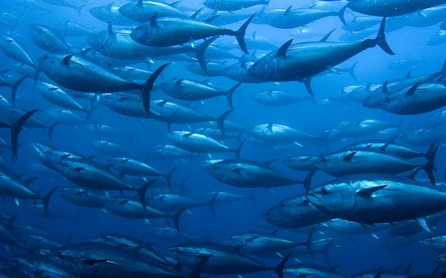 Sharpening climate change predictions for marine fishes