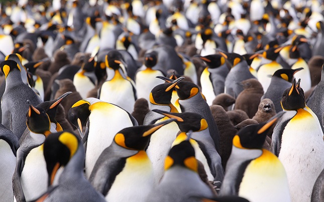 What future for Crozet island’s king penguins?