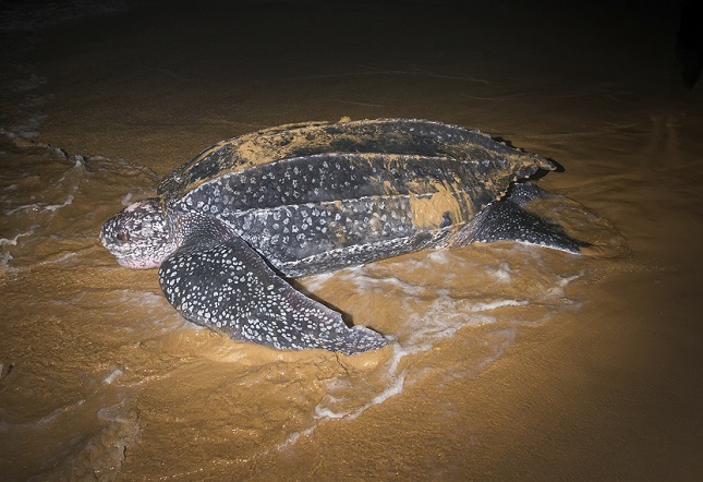 Argos reveals migration and dive behavior of sea turtles in the North Pacific