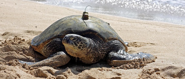 Capture and study of marine turtles in Martinique