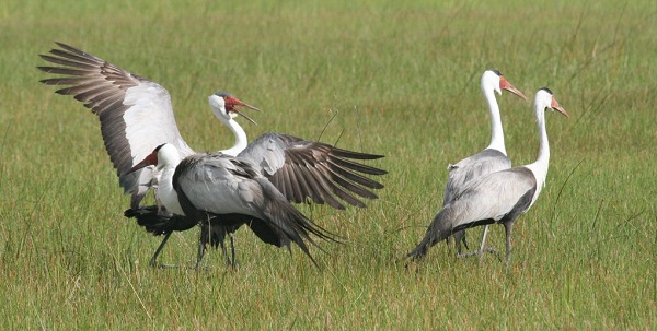 A successful 1st Argos Asian Bird Tracking Workshop